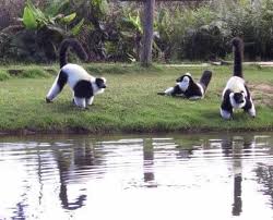 varencia lemur