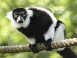 lemur