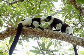 lemur